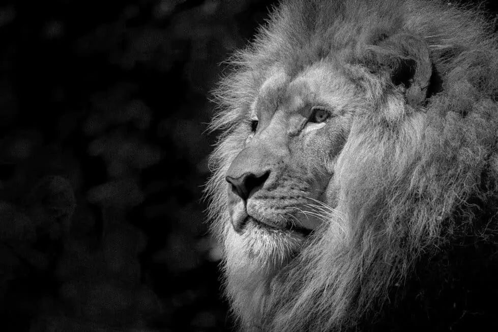 black and white lion