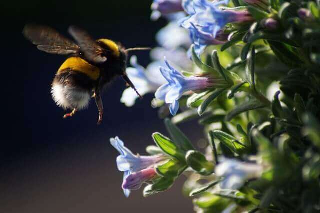 bee flying around flowers