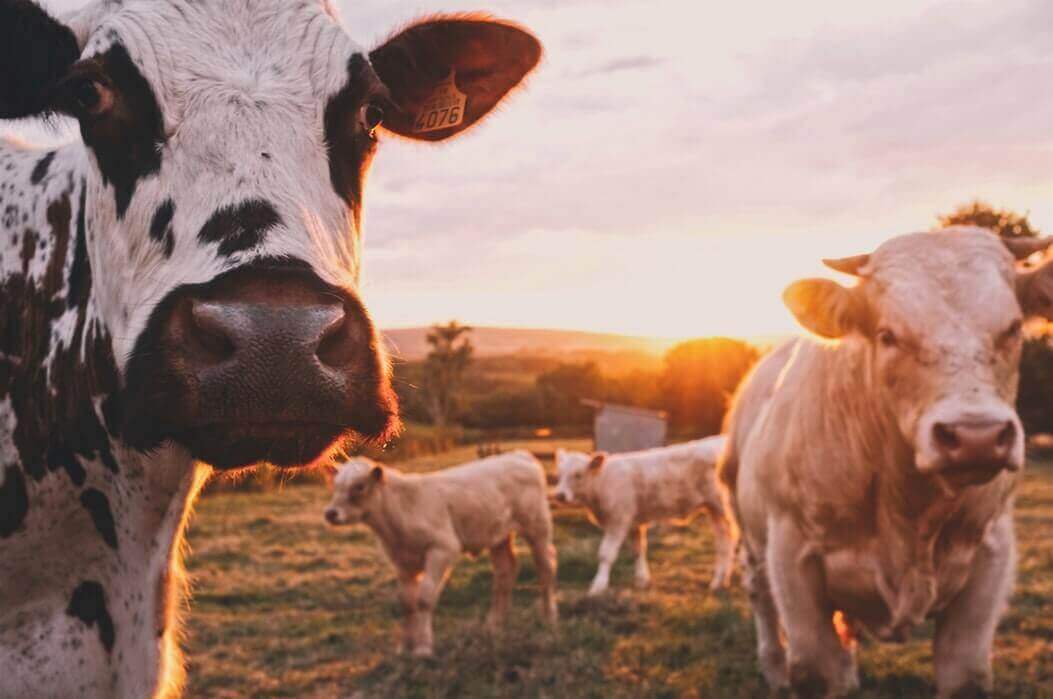 vaches dans le champ