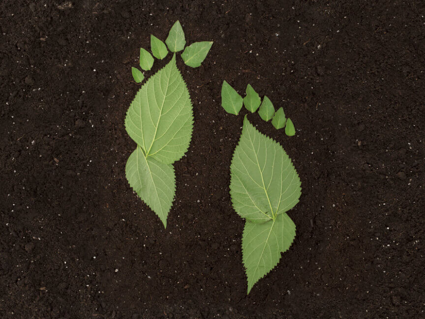 ein Paar grüne Blätter in Form eines Fußabdrucks