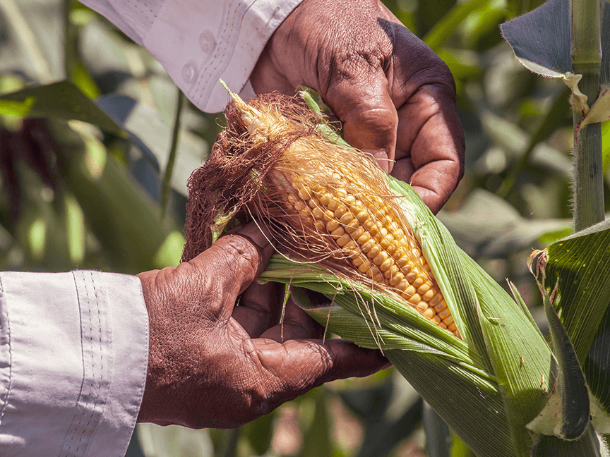 Hands peeling an ear of corn