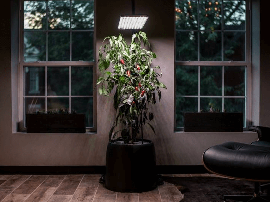 Plant under plant light in a dark room between two windows