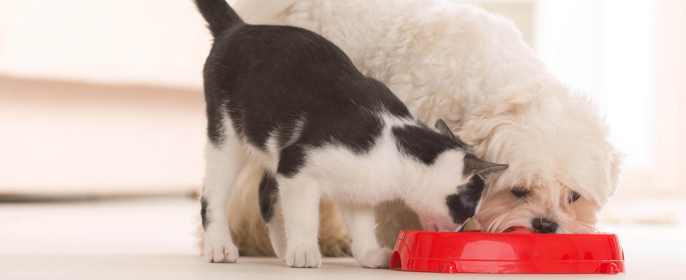dog and cat sharing bowl