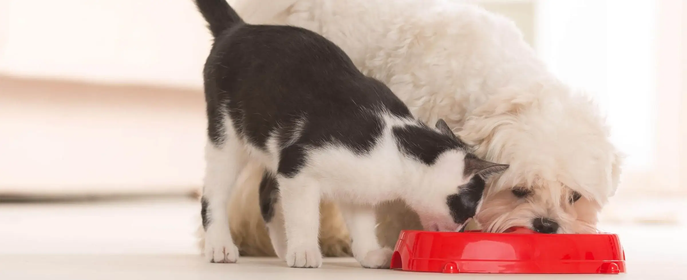 perro y gato comparten cuenco