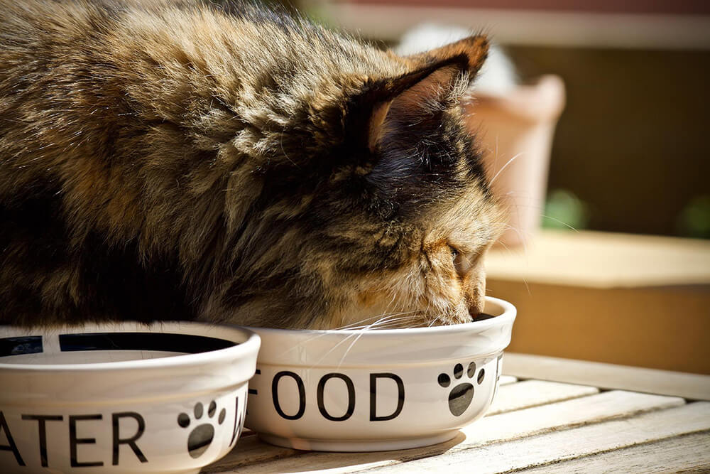Katze frisst Futter im Napf