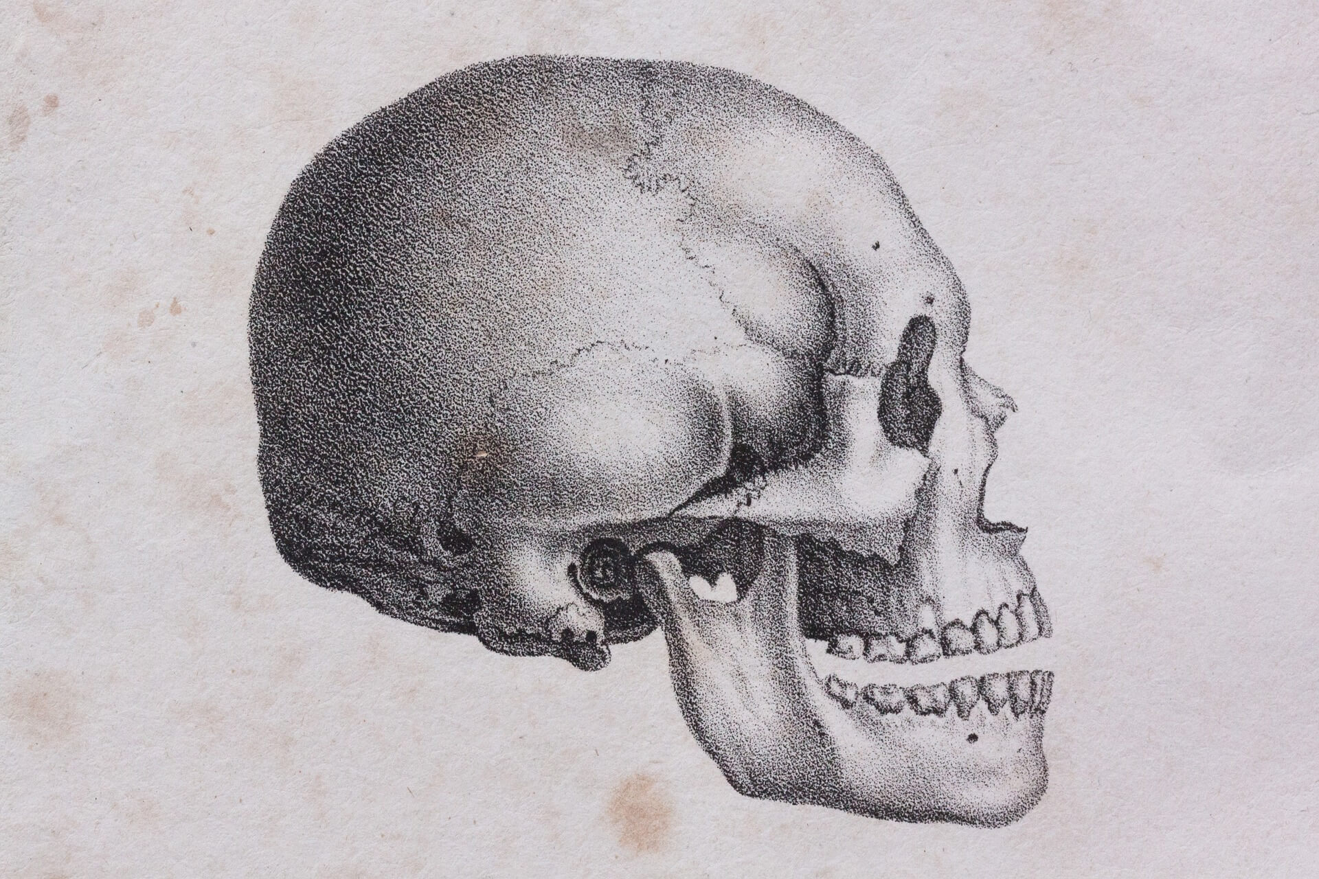 drawn skull