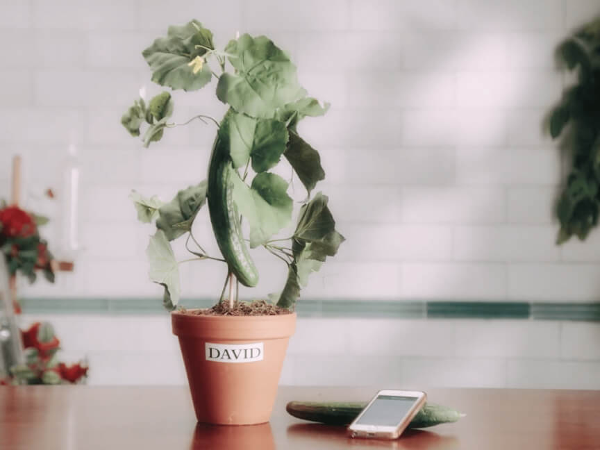a potted plant with the name david on it